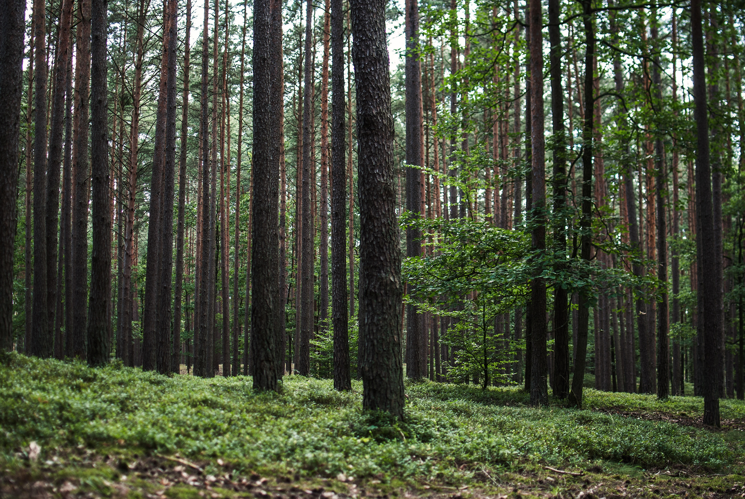 Productos bajo normas internacionales de Protección Forestal